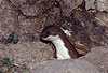 Hermelin / Stoat