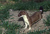 Hermelin / Stoat