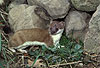 Hermelin / Stoat