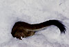 Hermelin / Stoat