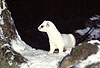 Hermelin im Winterfell / Stoat in winter coat