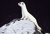 Hermelin im Winterfell / Stoat in winter coat