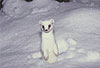 Hermelin im Winterfell / Stoat in winter coat