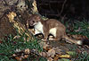 Hermelin in der Umfrbung zum Winterfell. Die Bilder 26 bis 32 zeigen dasselbe Tier (Rde) zwischen dem 5. Novemer und 13. Dezember. Die weien Haare am Schwanz werden als weier Ring sichtbar. / Stoat, winter moult starting at the tail