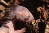 Hermelin-Jungtier im Alter von etwa einer Woche. Die Nackenmhne ist ein fr Hermelin-Jungtiere typisches Merkmal. Sie bildet sich in der vierten Lebenswoche wieder zurck. / Stoat, cub, one week