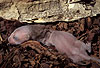 Hermelin-Jungtier im Alter von etwa einer Woche. Die Nackenmhne ist ein fr Hermelin-Jungtiere typisches Merkmal. Sie bildet sich in der vierten Lebenswoche wieder zurck. / Stoat, cub, one week