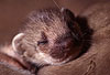 Hermelin-Jungtier im Alter von vier Wochen / Stoat, cub, four weeks