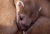 Hermelin-Jungtier im Alter von etwa fnf Wochen. Es ffnet sich ein Auge, die Lidspalte ist zum Teil schon getrennt. / Stoat, cub, five weeks, opening of the eye
