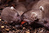 Hermelin-Jungtiere im Alter von vier Wochen fressen bereits feste Nahrung. / Stoat, cubs eating a mouse