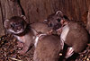 Hermelin-Jungtiere im Alter von sechs Wochen / Stoat cubs, six weeks old