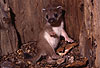 Hermelin-Jungtier im Alter von sechs Wochen / Stoat cub, six weeks old