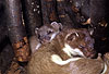 Hermelin-Mutter und Jungtiere im Nest / Stoat, mother and cub