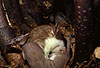 Hermelin-Mutter und Jungtiere im Nest: Die Nutter putzt ein Jungtier.  / Stoat, mother and cub