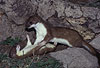Spielende junge Hermeline: Rechts Rde, links Fhe / Young stoats, male and female, playing