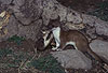 Spielende junge Hermeline: Rechts Rde, links Fhe / Young stoats, male and female, playing