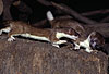 Aggressive Auseinandersetzung zweier Hermeline, rechts Rde, links Fhe (angreifend) / Stoats, female attacking a male