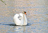 Hckerschwan in Imponierhaltung / Mute swan, display behaviour / Cygnus olor