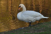 Hckerschwan am Ufer / Mute swan, river-bank / Cygnus olor