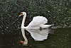 Hckerschwan in Imponierhaltung / Mute swan, display behaviour / Cygnus olor
