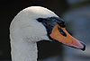 Hckerschwan, Weibchen / Mute swan, female / Cygnus olor