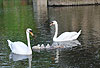 Hckerschwan, Eltern mit Kcken / Mute swan, parents with chicken / Cygnus olor