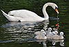 Hckerschwan, Mutter mit Jungen / Mute swan, mother and chicken / Cygnus olor