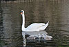 Hckerschwan, Mutter mit Nachwuchs / Mute swan, mother and offspring / Cygnus olor