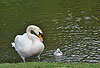 Hckerschwan, Vater mit Kken / Mute swan, father and chick / Cygnus olor
