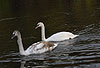 Hckerschwan, Jungvgel, einer in typischer Graufrbung, einer wei / Mute swan, young (grey and white) / Cygnus olor