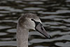 Hckerschwan, Jungvogel in typischer Graufrbung / Mute swan, young, grey / Cygnus olor