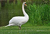 Hckerschwan auf Wiese/ Mute swan / Cygnus olor