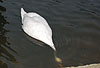 Hckerschwan beim Grndeln / Mute swan, searching food / Cygnus olor