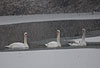Hckerschwne im Winter, Eis / Mute swans, winter / Cygnus olor