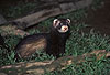 Iltis-Fhe / Polecat, female