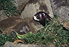 Iltis-Fhe / Polecat, female