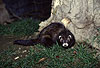 Iltis-Fhe / Polecat, female