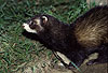 Iltis-Fhe / Polecat, female