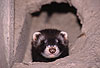 Iltis in Erdhhle / Polecat in a burrow