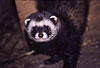 Iltis-Rde / Polecat, male