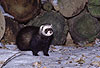 Iltis-Fhe im Winter / Polecat, female in winter