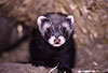 Iltis, junges Tier / Polecat, young animal