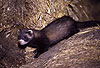 Iltis, junges Tier / Polecat, young animal