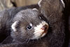 Iltis, Jungtier / Polecat, cub