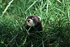Iltis, Jungtier / Polecat, cub