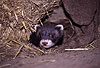 Iltis, Jungtier / Polecat, cub