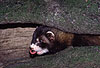 Iltis, junges Tier / Polecat, young animal