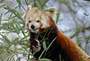 Kleiner Panda, Roter Panda, Katzenbr (Ailurus fulgens) / Lesser panda, Red panda (Ailurus fulgens)