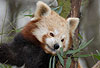 Kleiner Panda, Roter Panda, Katzenbär (Ailurus fulgens) / Lesser panda, Red panda (Ailurus fulgens)