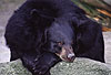 Kragenbr / Asian black bear