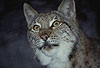 Eurasischer Luchs / Lynx/ Lynx lynx